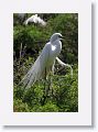 Great Egret in breeding plumage.